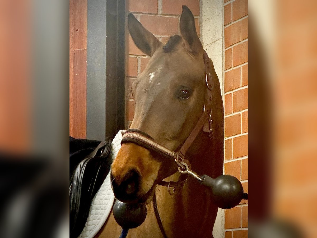 Oldenburg-International (OS) Mare 4 years 16 hh Brown-Light in Crozet