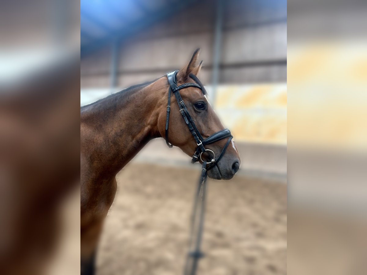 Oldenburg-International (OS) Mare 4 years 16,1 hh Brown in Struth