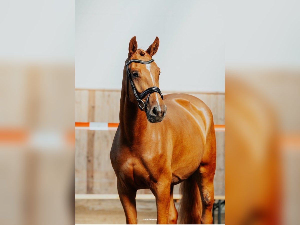 Oldenburg-International (OS) Mare 4 years 16,1 hh Chestnut-Red in M&#xFC;hlenflie&#xDF;