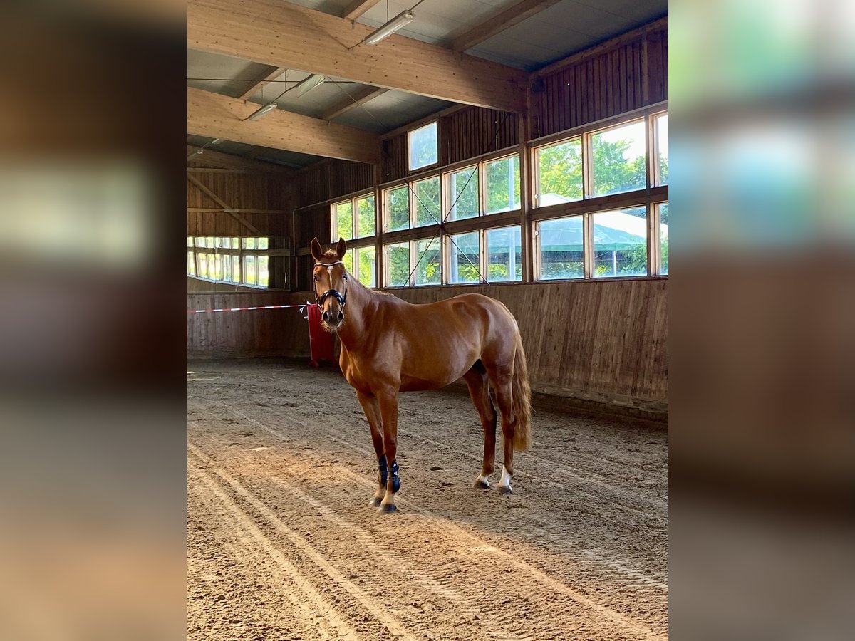 Oldenburg-International (OS) Mare 4 years 16,1 hh Chestnut-Red in M&#xFC;hlenflie&#xDF;