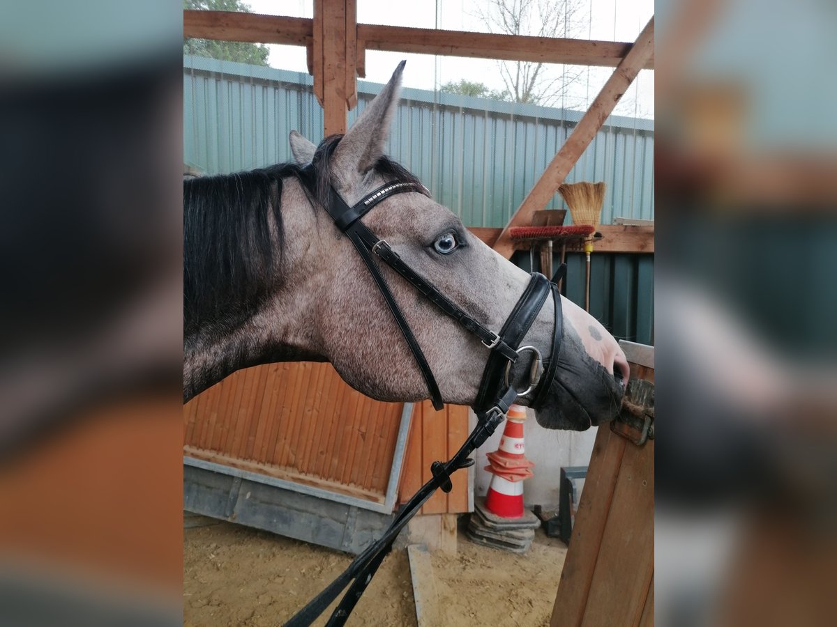 Oldenburg-International (OS) Mare 4 years 16,1 hh Grey-Dapple in Solingen