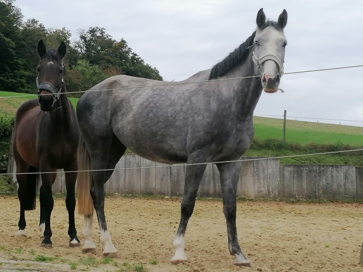 Oldenburg-International (OS) Mare 4 years 16,1 hh Grey-Dapple in Solingen Oldenburg-International (OS) Mare 4 years 16,1 hh Grey-Dapple in Solingen