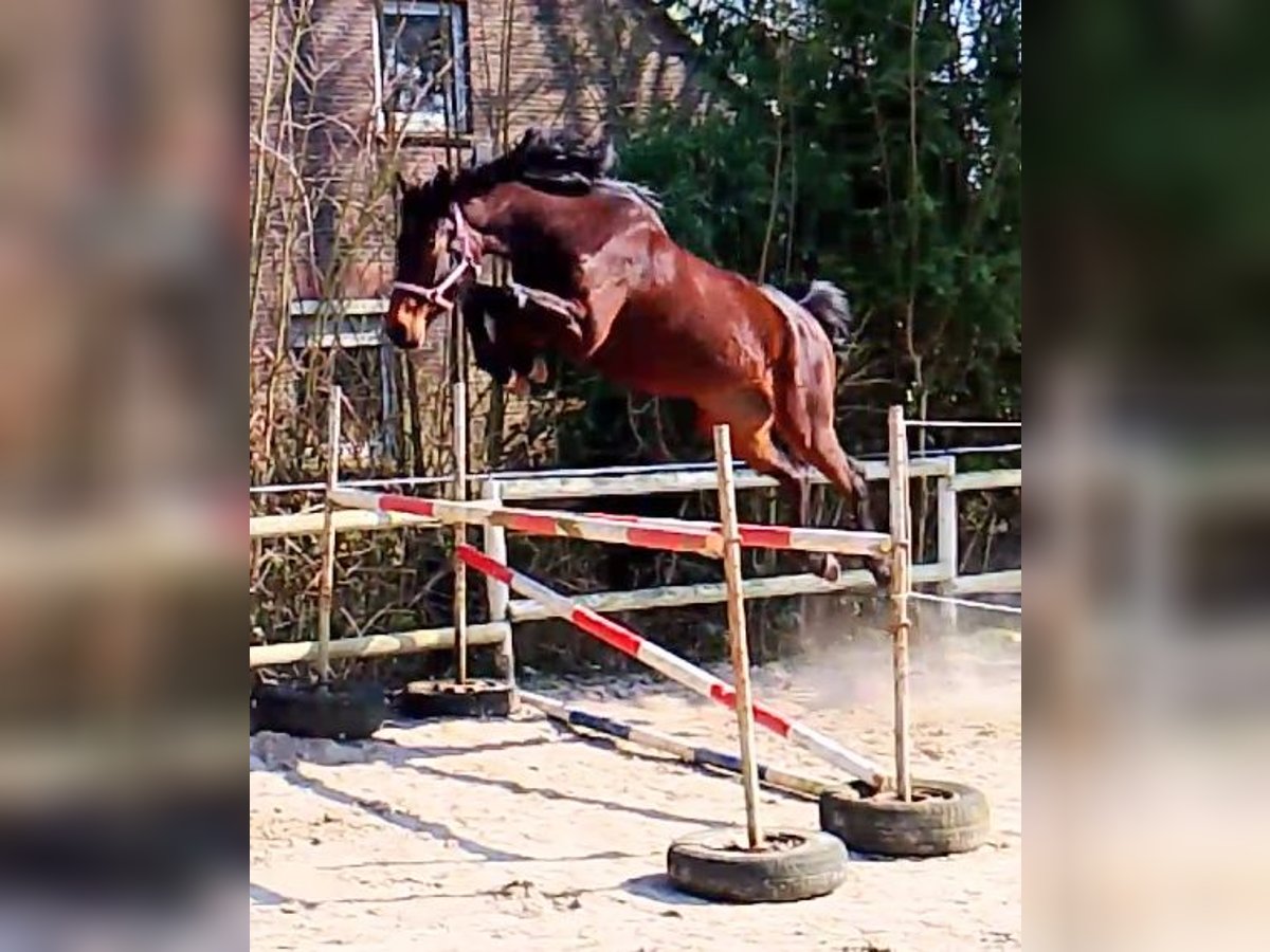 Oldenburg-International (OS) Mare 4 years 16,2 hh Brown in Wittmund