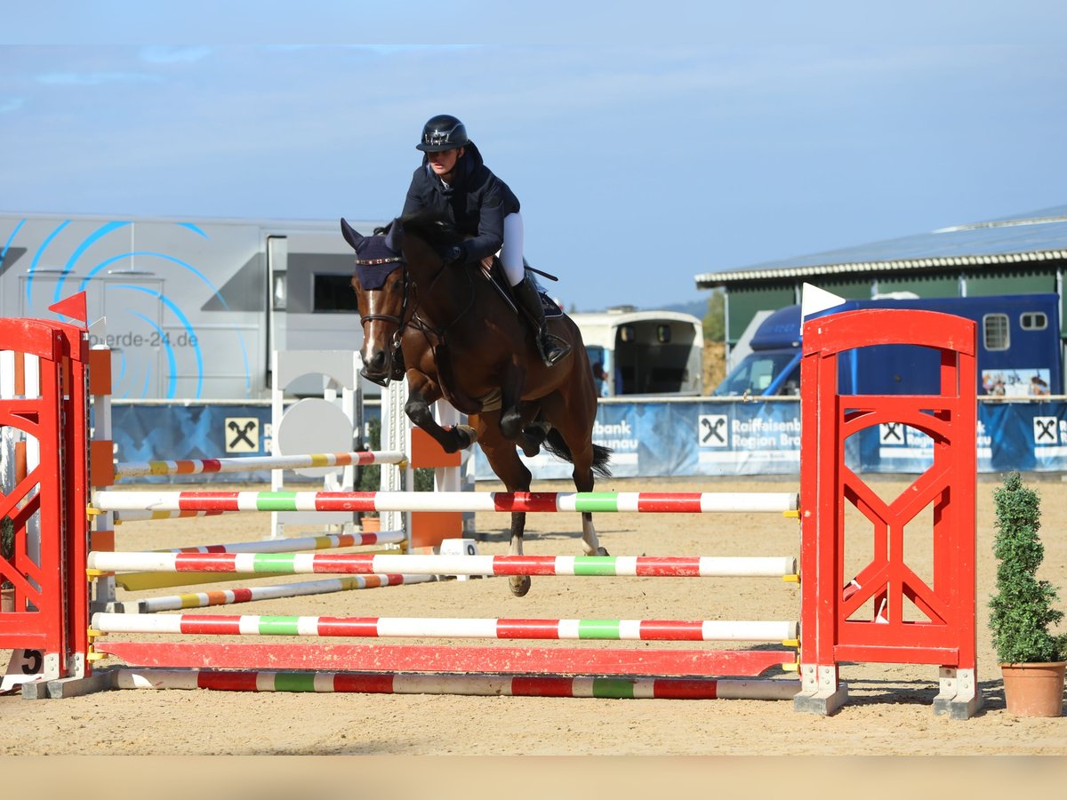 Oldenburg-International (OS) Mare 5 years 16 hh Brown in M&#xFC;nchen