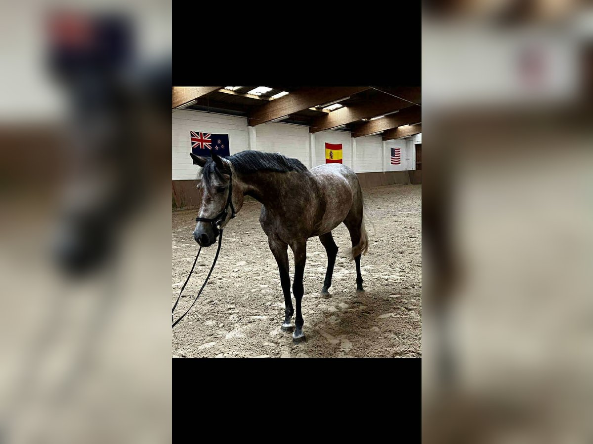 Oldenburg-International (OS) Mare 5 years 16 hh Grey-Dapple in Kutenholz