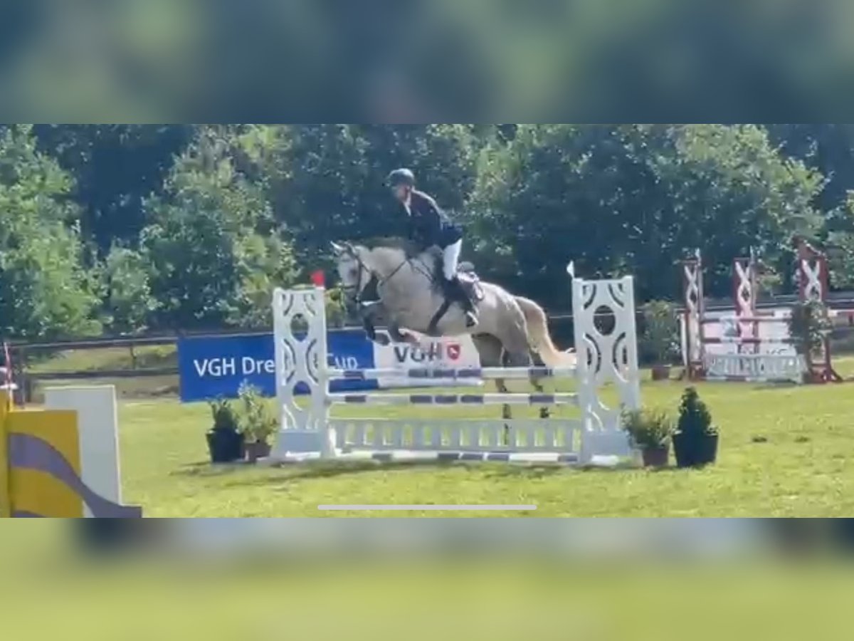 Oldenburg-International (OS) Mare 5 years 16 hh Grey in Lilienthal Oldenburg-International (OS) Mare 5 years 16 hh Grey in Lilienthal