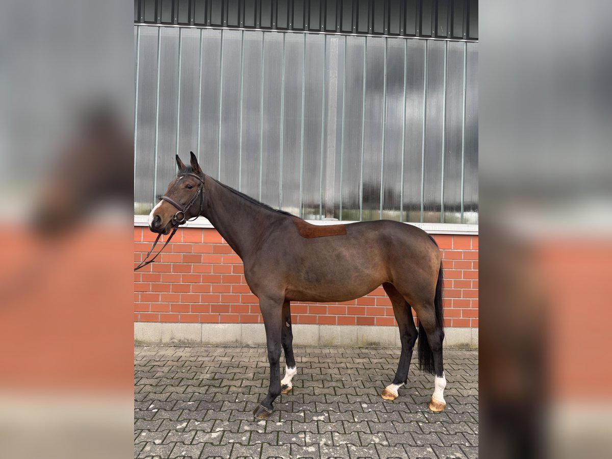 Oldenburg-International (OS) Mare 5 years 16,1 hh Brown in Wipperf&#xFC;rth