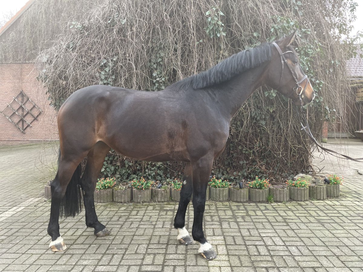 Oldenburg-International (OS) Mare 5 years 16,2 hh Bay-Dark in Versmold