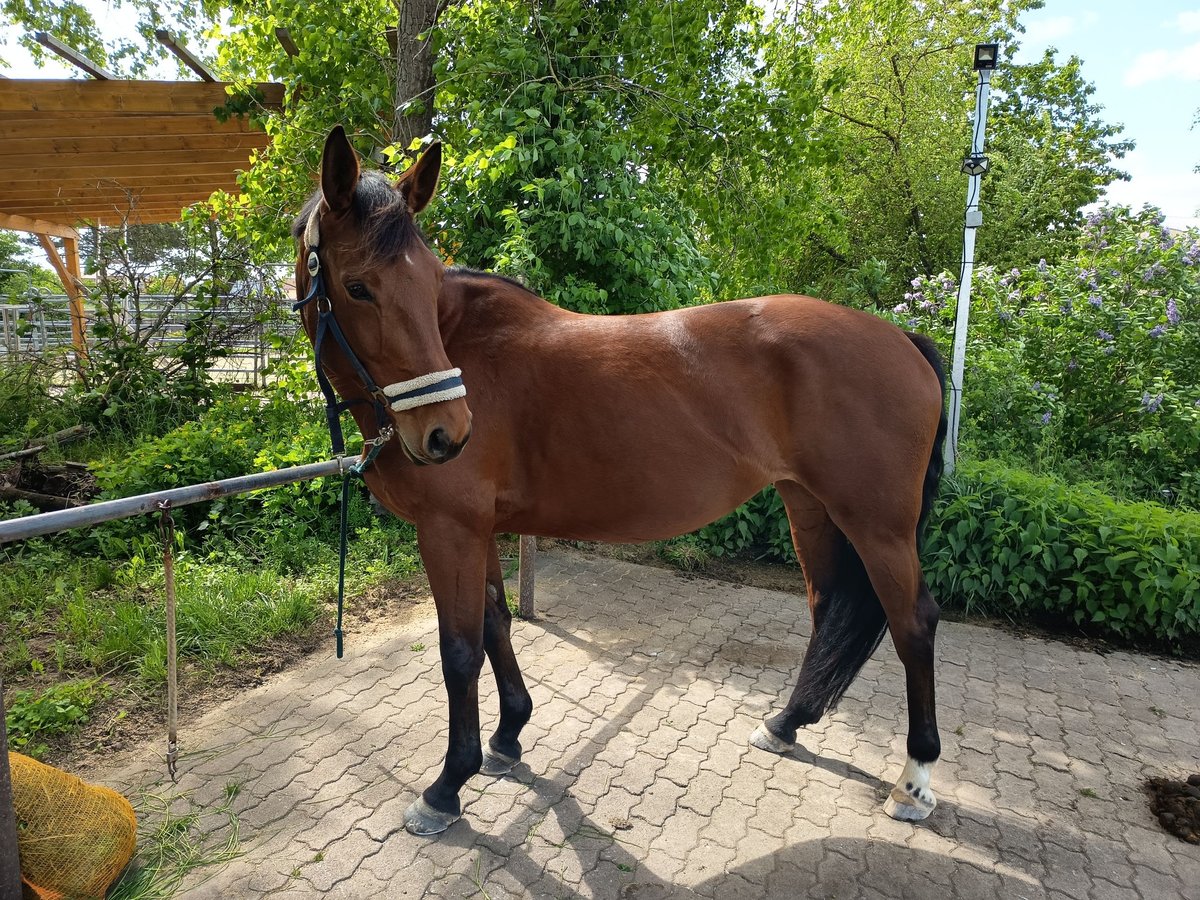 Oldenburg-International (OS) Mare 6 years 15,2 hh Brown in Dobersch&#xFC;tz