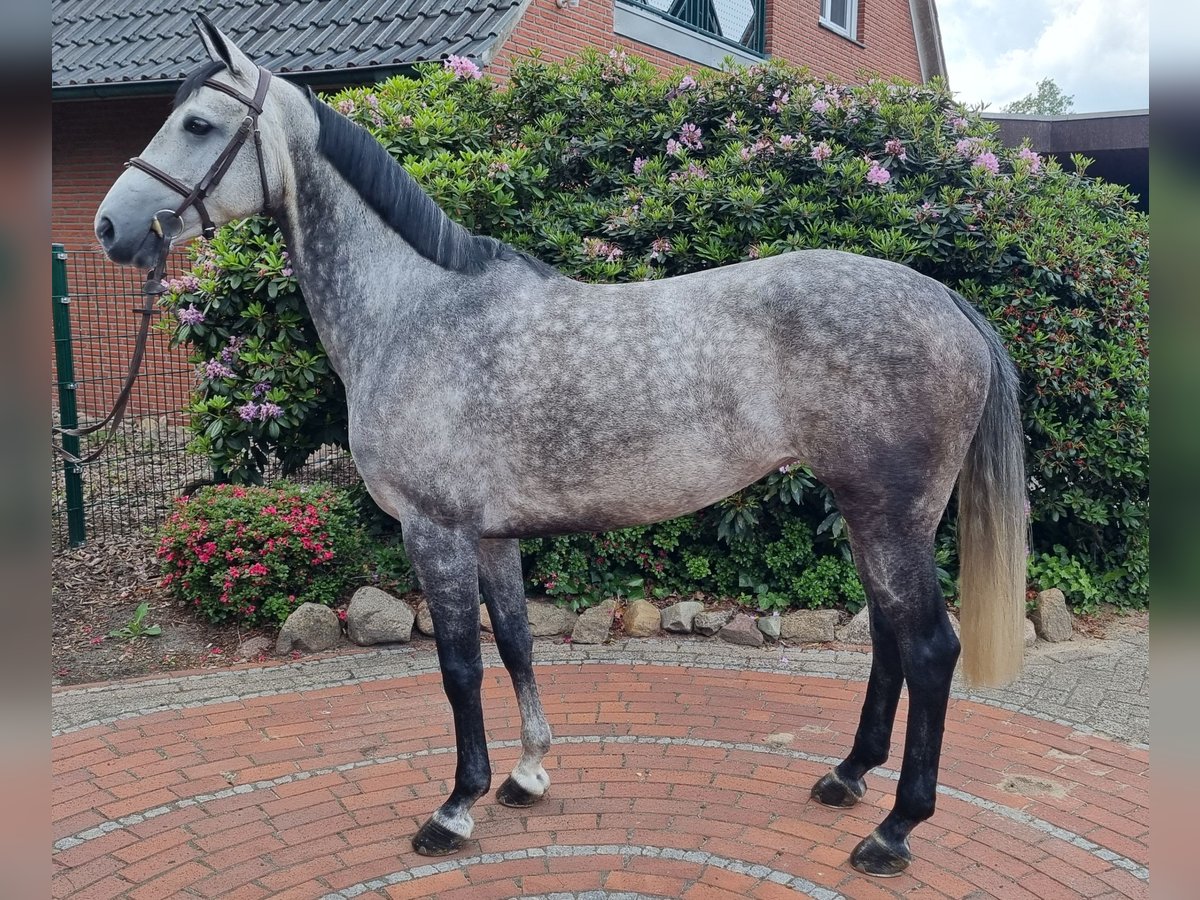 Oldenburg-International (OS) Mare 6 years 15,2 hh Gray in Wettrup