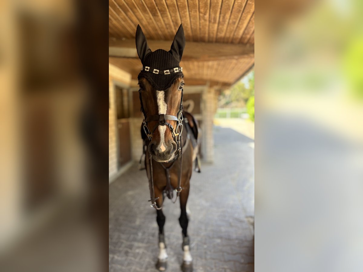 Oldenburg-International (OS) Mare 6 years 16 hh Bay-Dark in Limburg an der Lahn