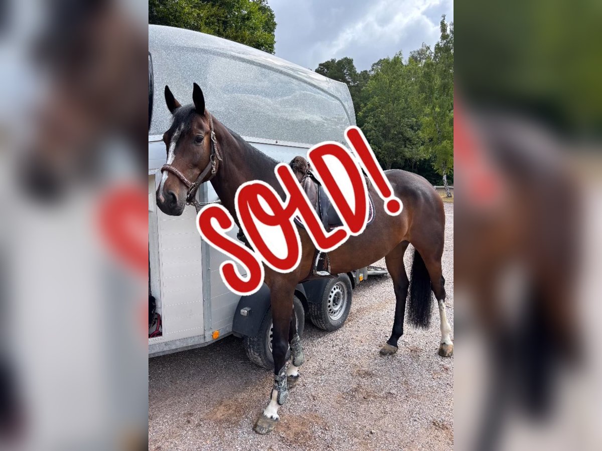 Oldenburg-International (OS) Mare 6 years 16 hh Bay-Dark in Limburg an der Lahn
