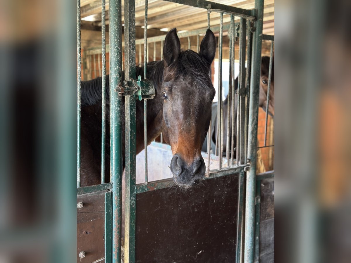 Oldenburg-International (OS) Mare 6 years 16,3 hh Brown in Neuenkirchen