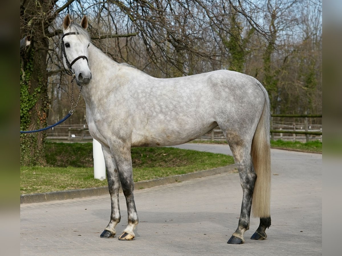 Oldenburg-International (OS) Mare 6 years Grey in Z&#xFC;lpich