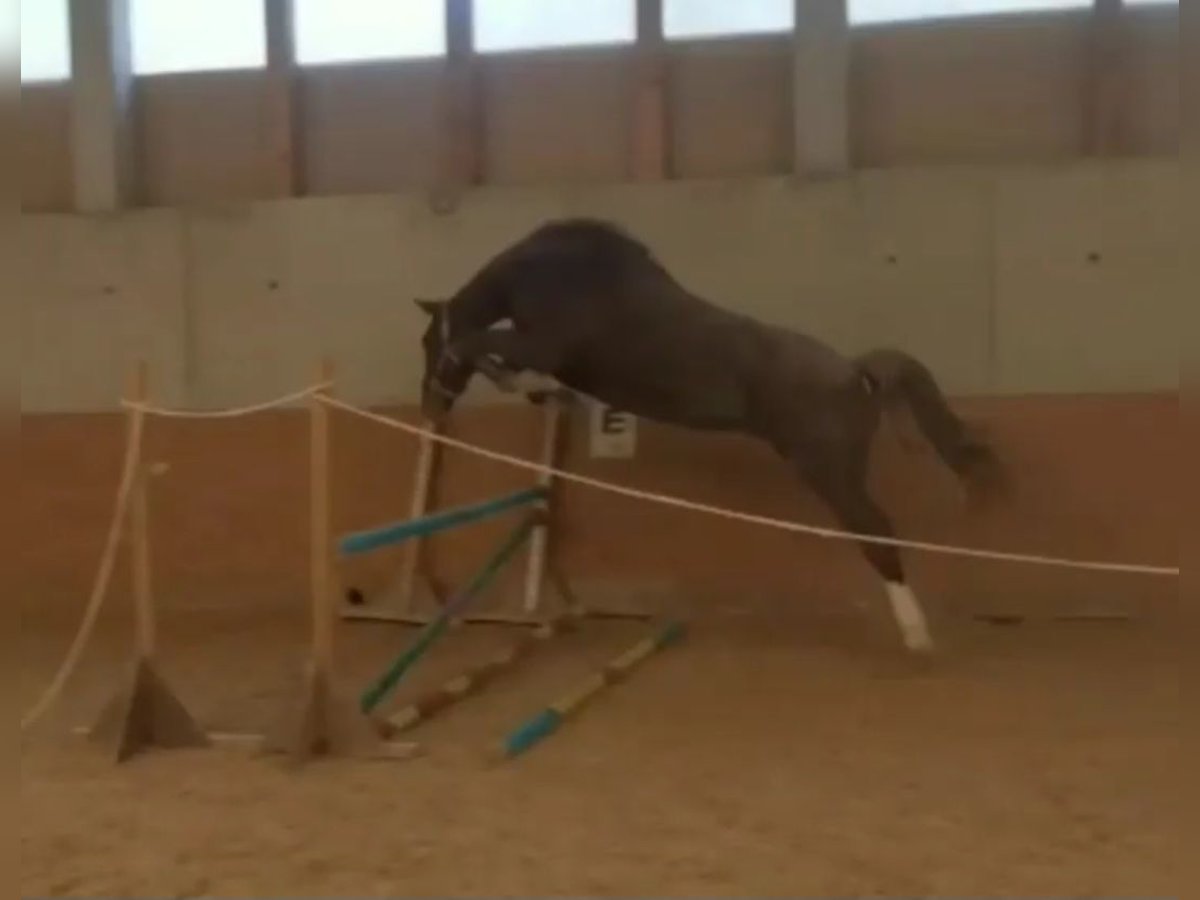 Oldenburg-International (OS) Mare 7 years 16,1 hh Chestnut-Red in Stulln