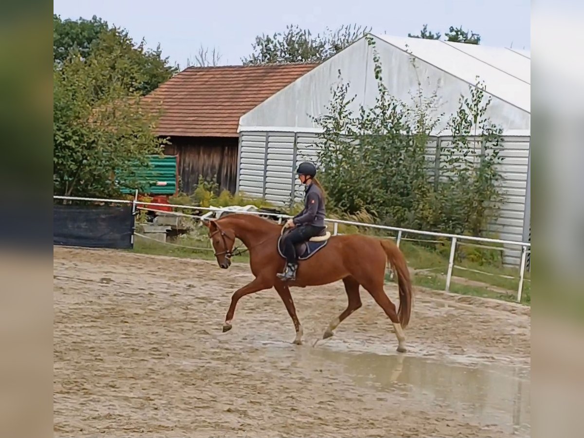 Oldenburg-International (OS) Mare 7 years 16,1 hh Chestnut-Red in Stulln Oldenburg-International (OS) Mare 7 years 16,1 hh Chestnut-Red in Stulln