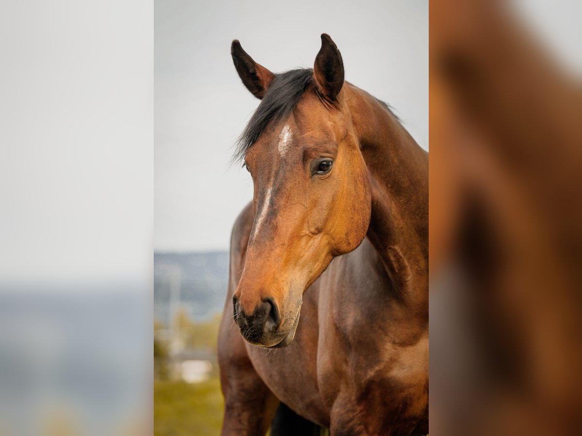 Oldenburg-International (OS) Mare 7 years 17,1 hh Bay-Dark in Zeltweg
