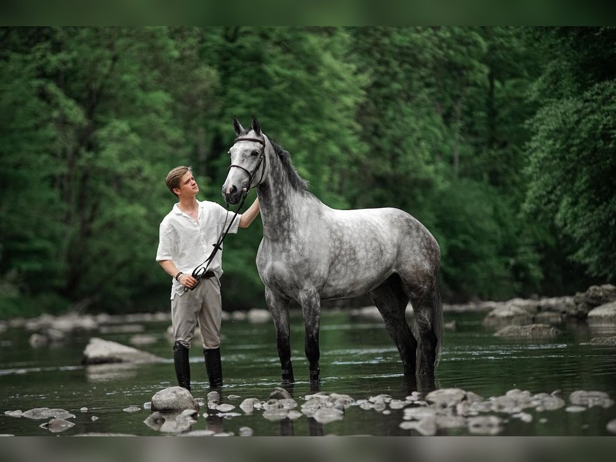 Oldenburg-International (OS) Mare 7 years Grey in St. Josefen