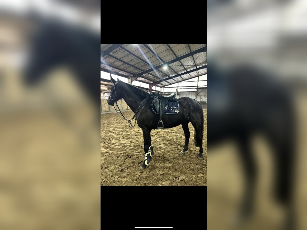 Oldenburg-International (OS) Mare 8 years 16 hh Black in Hinte