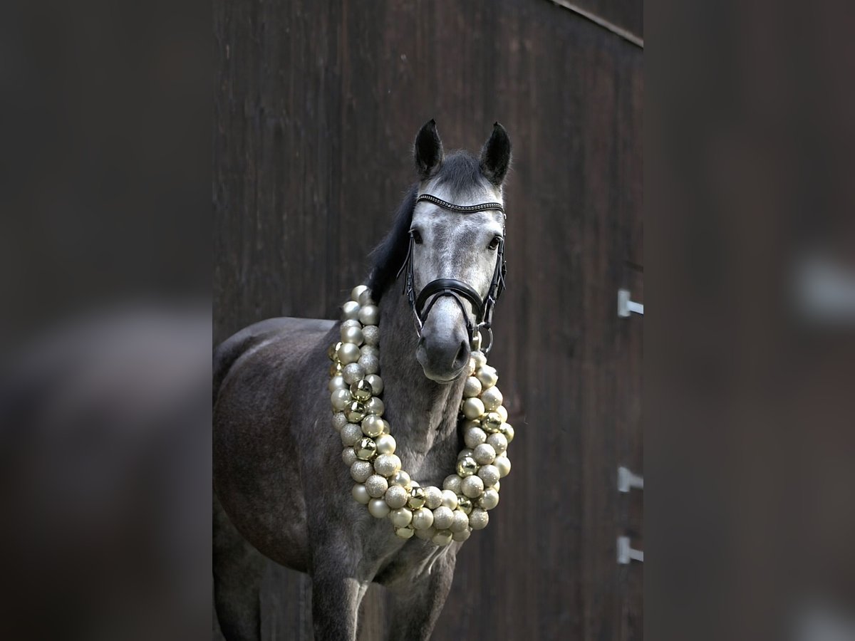 Oldenburg-International (OS) Mare 8 years 16 hh Can be white in Eckental