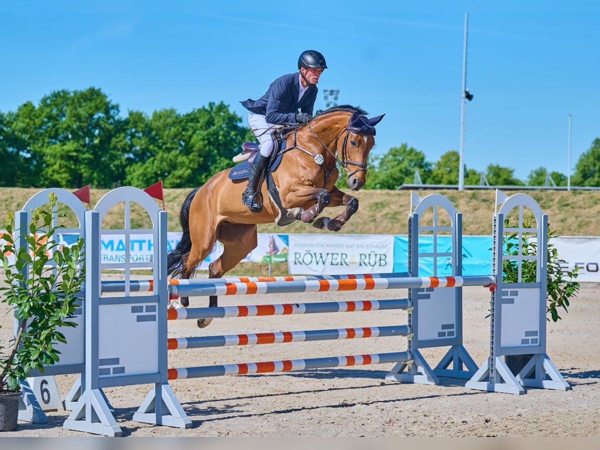 Oldenburg-International (OS) Mare 8 years 16,1 hh Brown in Stuhr