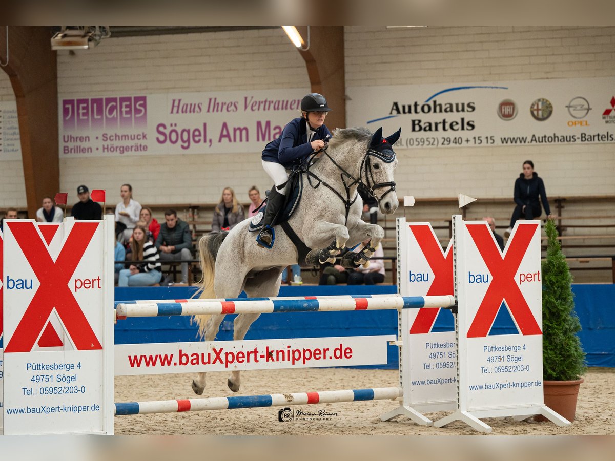 Oldenburg-International (OS) Mare 9 years 15,2 hh Gray-Fleabitten in Spahnharrenstätte