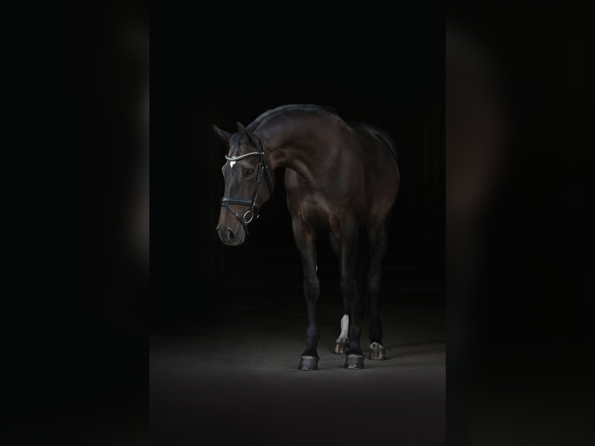 Oldenburg-International (OS) Mare 9 years 15,3 hh Smoky-Black in Am Ettersberg