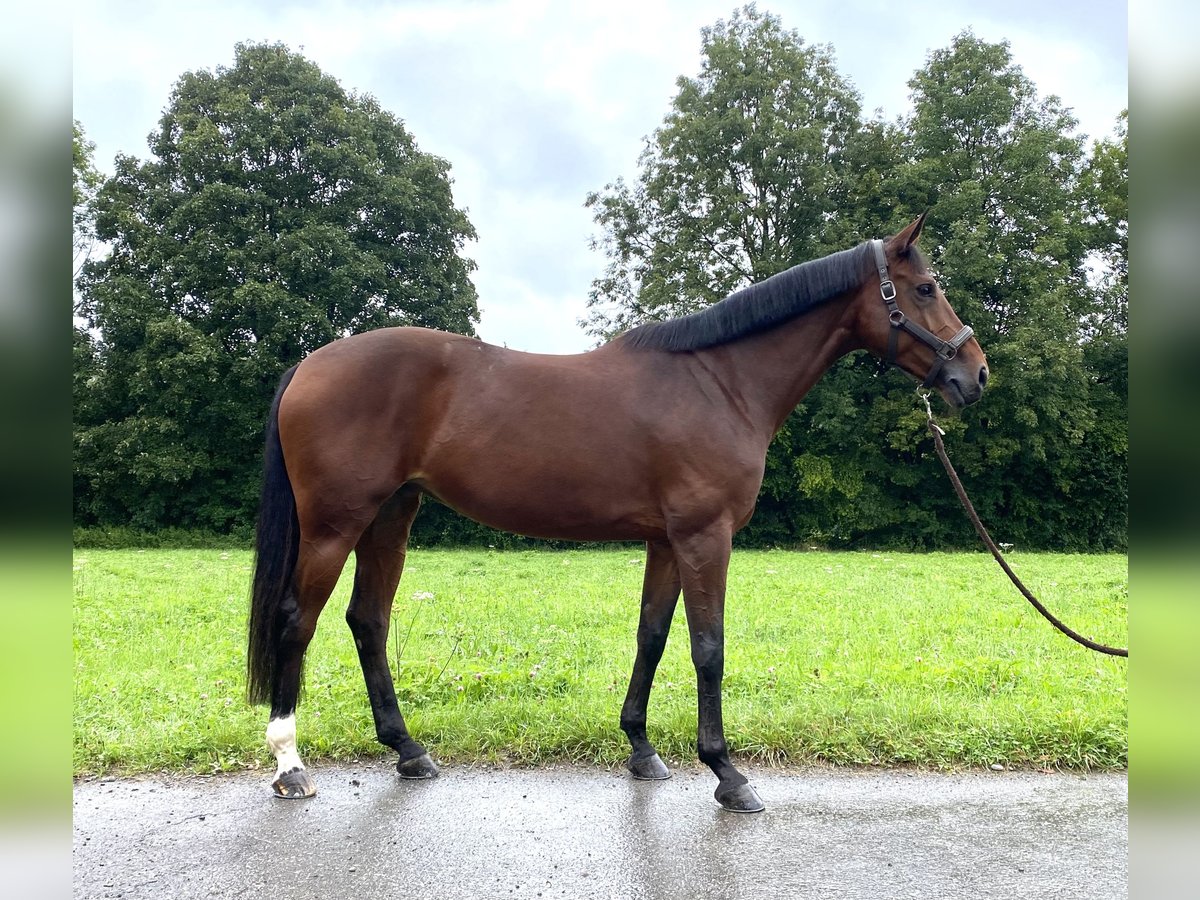 Oldenburg-International (OS) Mare 9 years 16 hh Brown in Wil SG