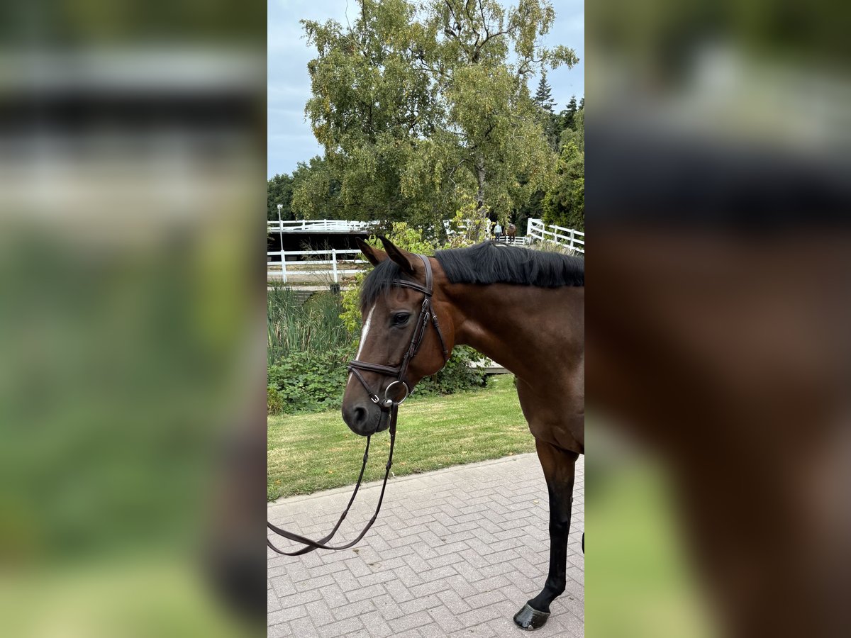 Oldenburg-International (OS) Mare 9 years 16,2 hh Brown in Lütjensee Oldenburg-International (OS) Mare 9 years 16,2 hh Brown in Lütjensee