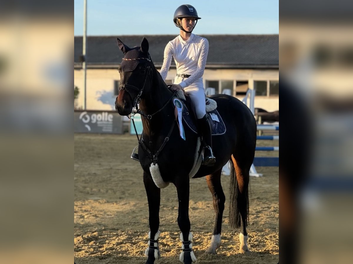 Oldenburg-International (OS) Mare 9 years 16,3 hh Bay-Dark in Bergholz-Rehbrücke Oldenburg-International (OS) Mare 9 years 16,3 hh Bay-Dark in Bergholz-Rehbrücke