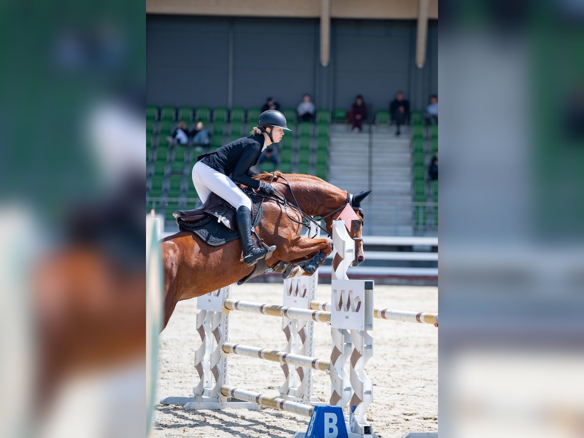 Oldenburg-International (OS) Mare 9 years Chestnut in Vilnius