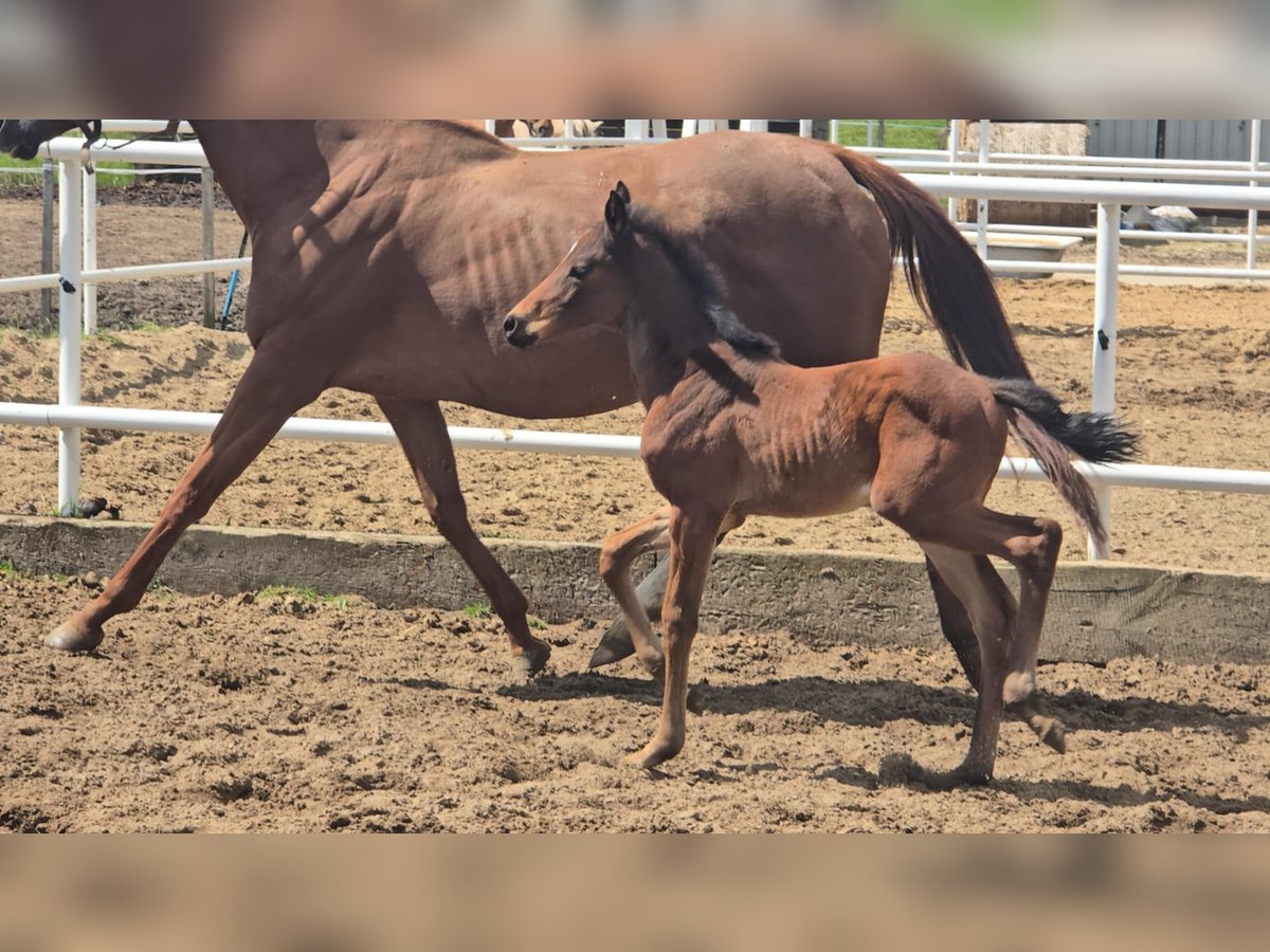 Oldenburg-International (OS) Mare  15,2 hh Brown in L&#x119;bork