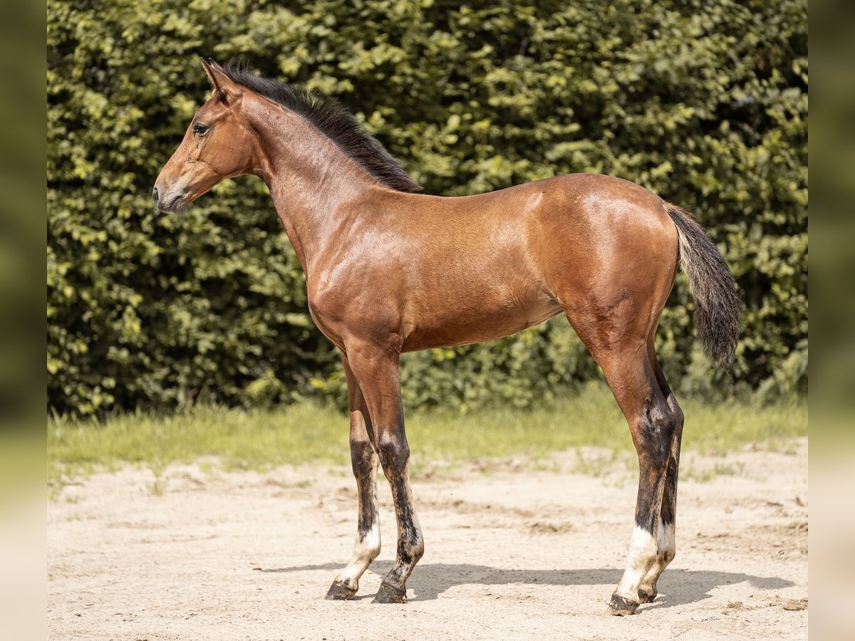Oldenburg-International (OS) Mare Foal (04/2025) 16,1 hh Bay-Dark in Osnabr&#xFC;ck
