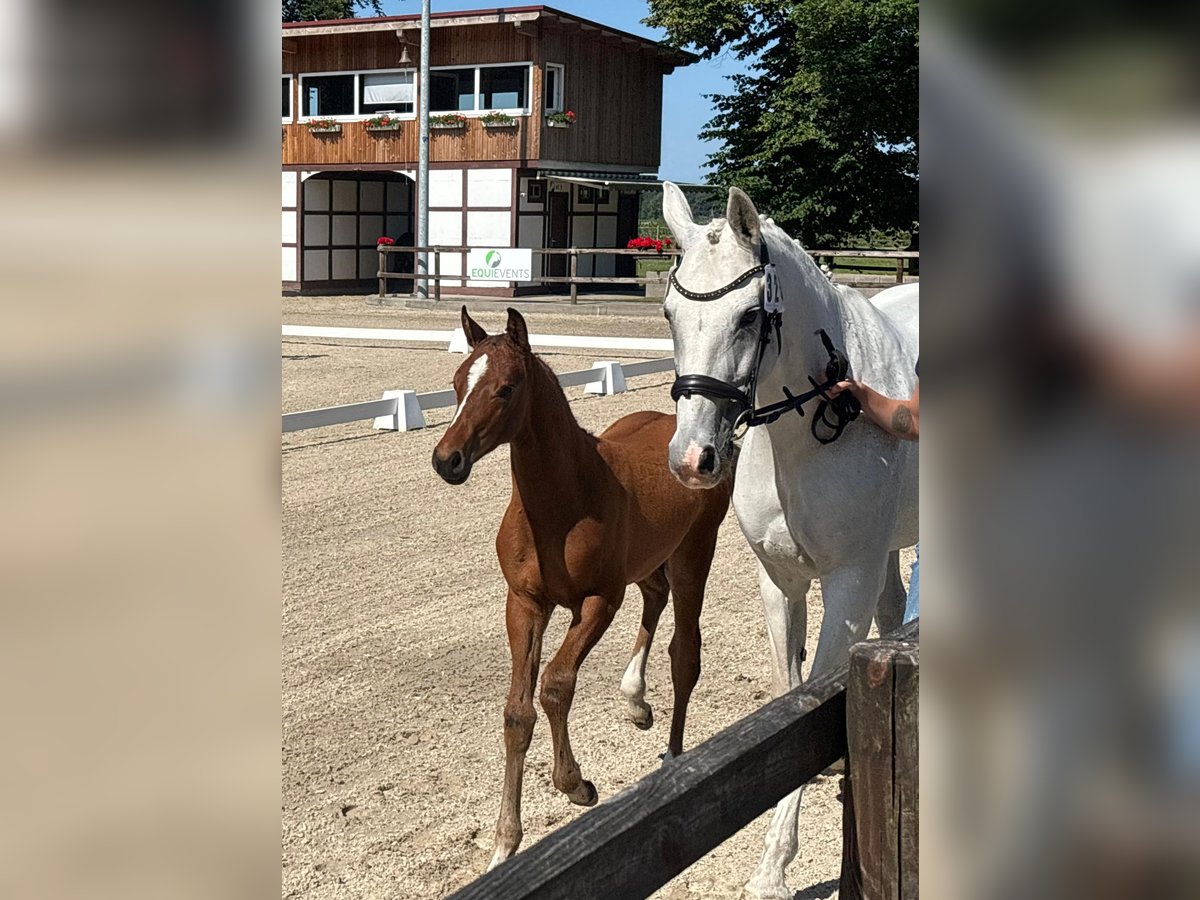 Oldenburg-International (OS) Mare Foal (04/2025) 16,1 hh Brown in Bakum