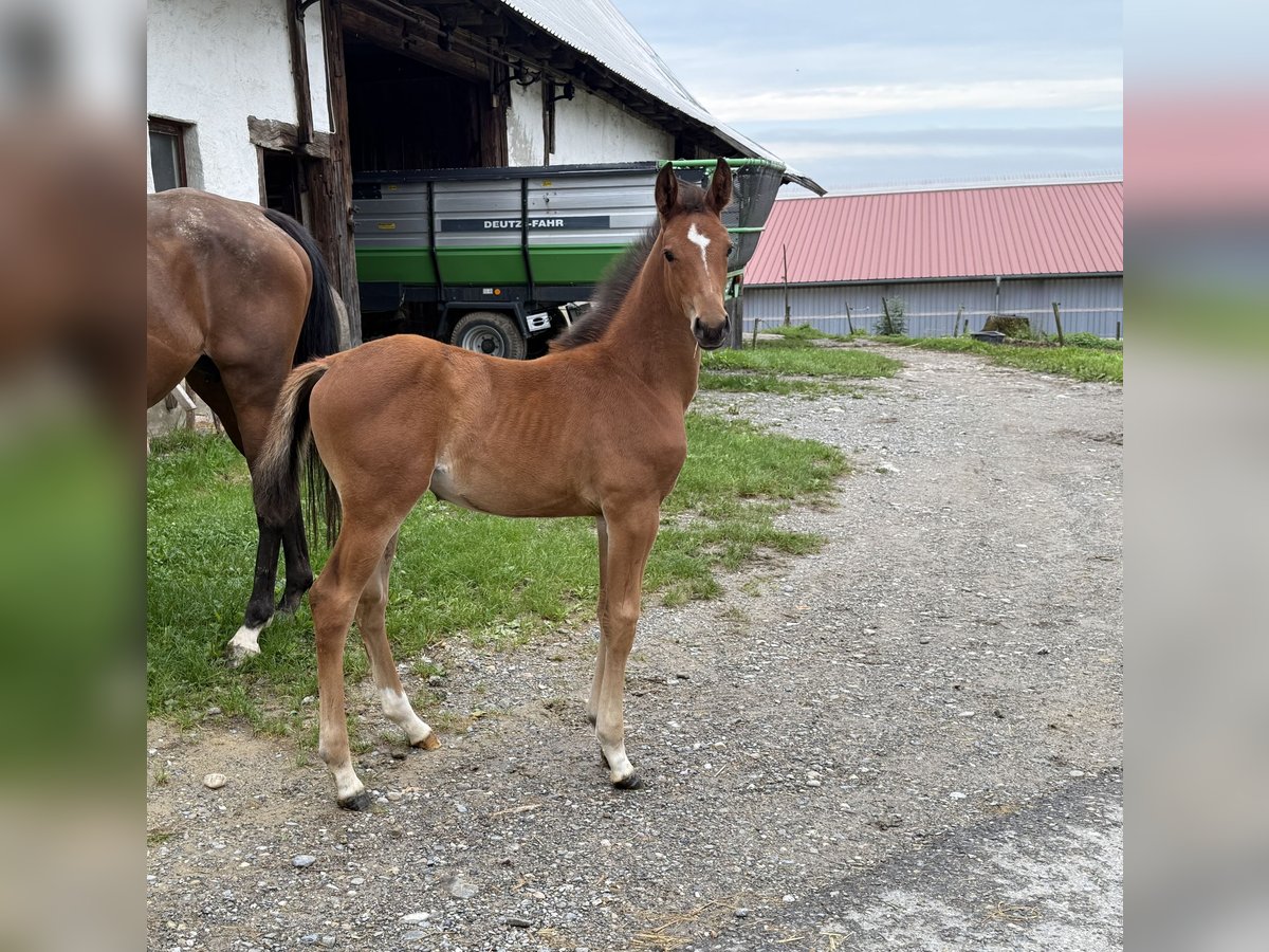 Oldenburg-International (OS) Mare Foal (06/2025) 16,1 hh Brown in Berg