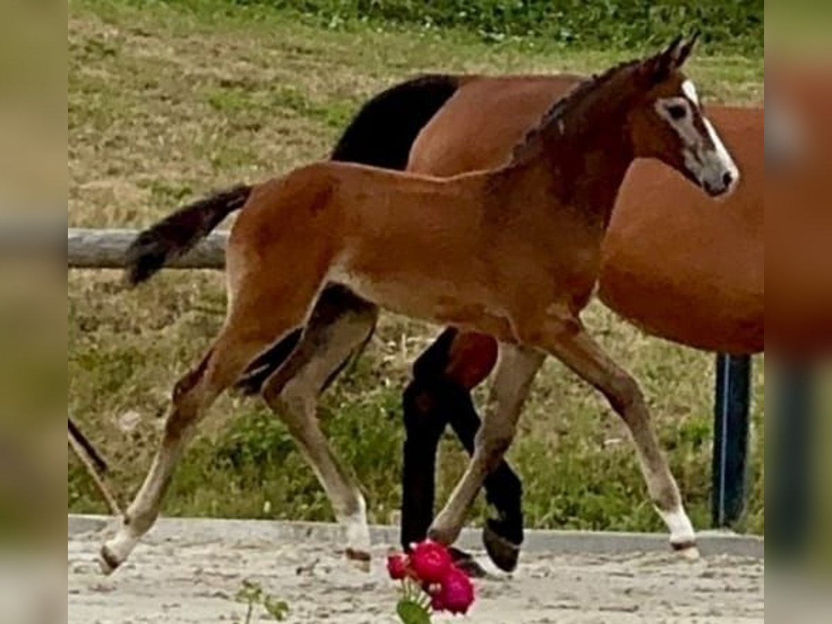 Oldenburg-International (OS) Mare Foal (05/2025) 16,1 hh Grey in Boock