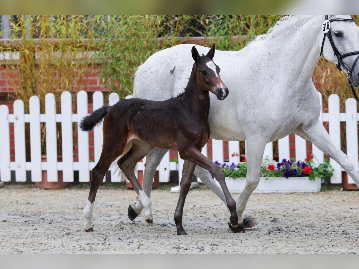 Oldenburg-International (OS) Mare Foal (05/2025) Bay-Dark in L&#xF6;ningen