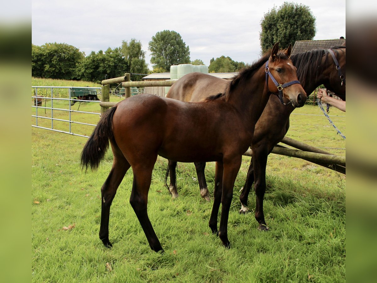 Oldenburg-International (OS) Mare Foal (03/2025) Bay-Dark in Zetel