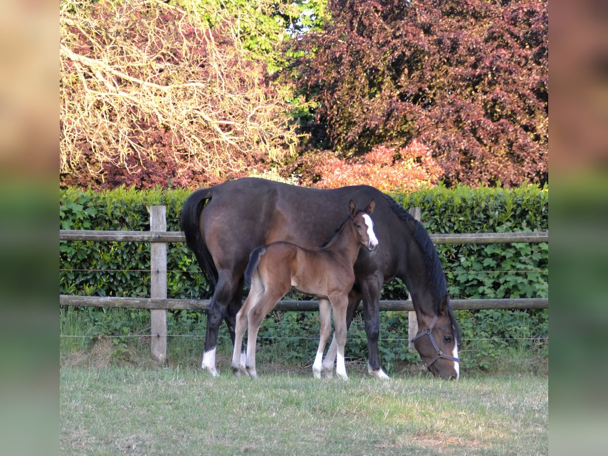 Oldenburg-International (OS) Mare Foal (05/2025) Bay-Dark in Molbergen