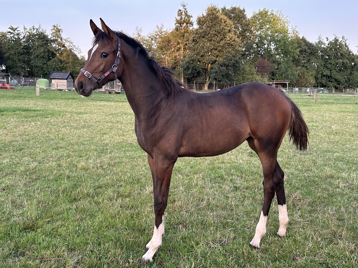 Oldenburg-International (OS) Mare Foal (04/2025) Brown in Denekamp