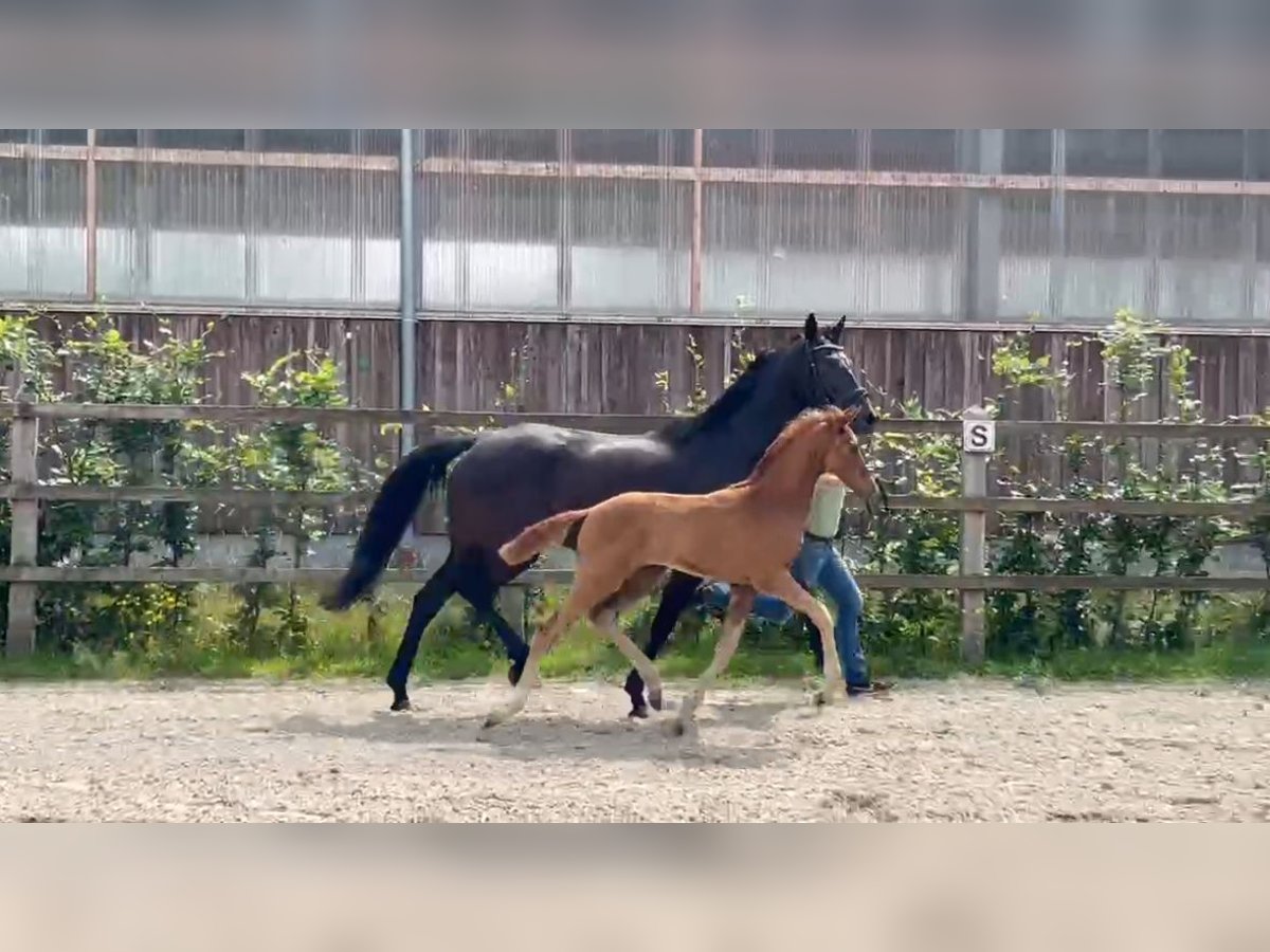 Oldenburg-International (OS) Mare Foal (04/2025) Chestnut in L&#xF6;ningen