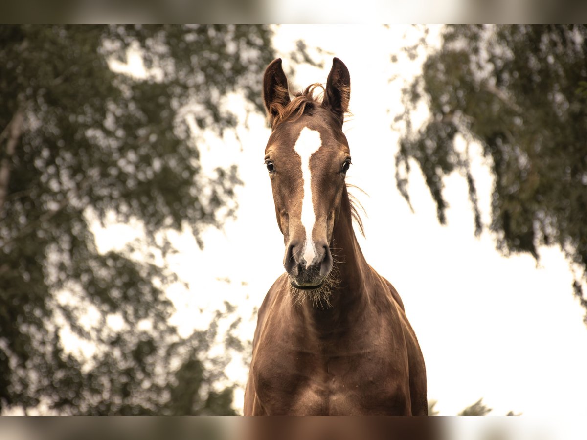 Oldenburg-International (OS) Mare Foal (05/2025) Chestnut-Red in Bentwisch