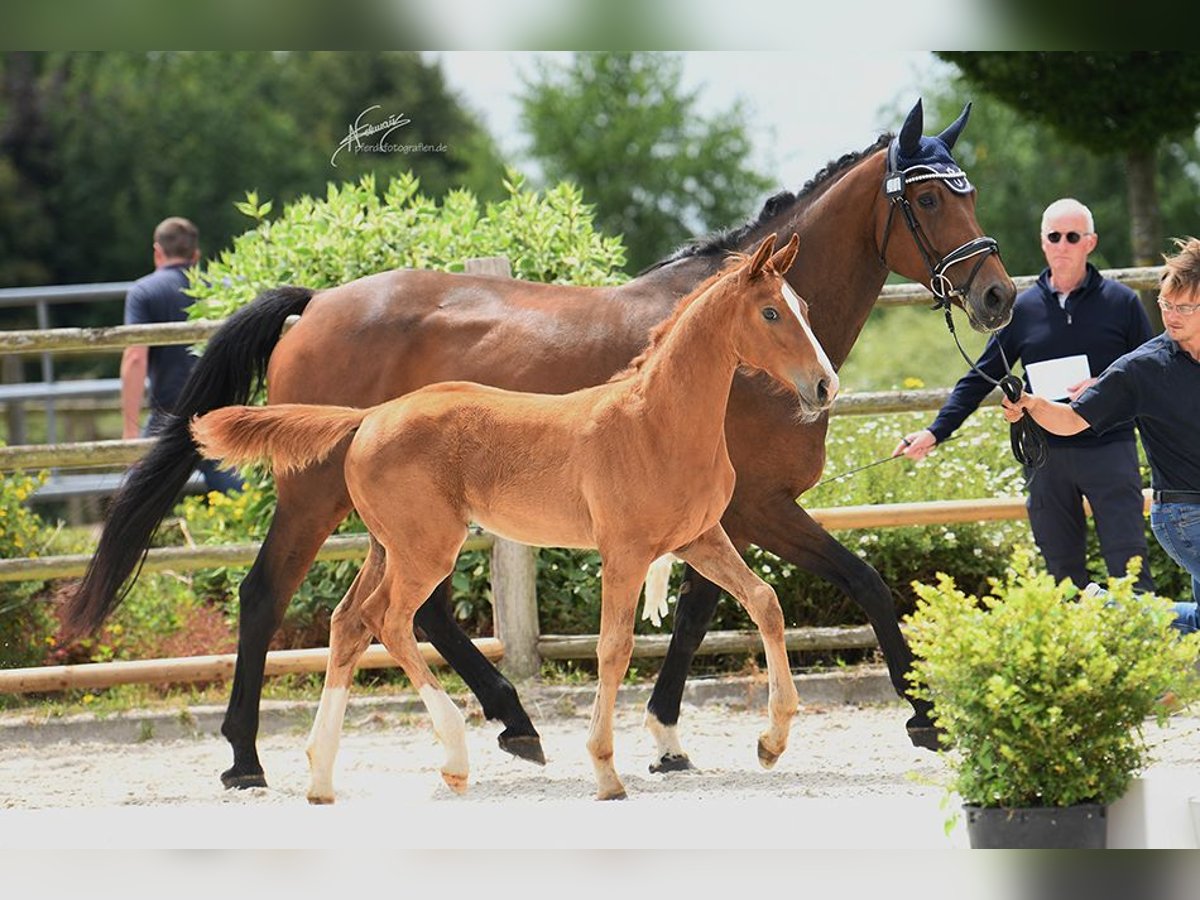 Oldenburg-International (OS) Mare Foal (03/2025) Chestnut-Red in Helferskirchen