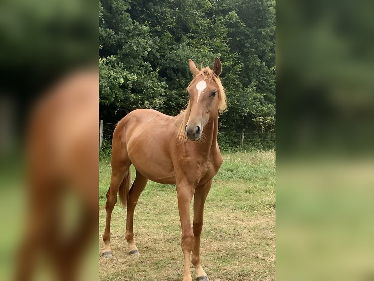 Oldenburg-International (OS) Stallion 1 year Chestnut-Red in Dahlenburg