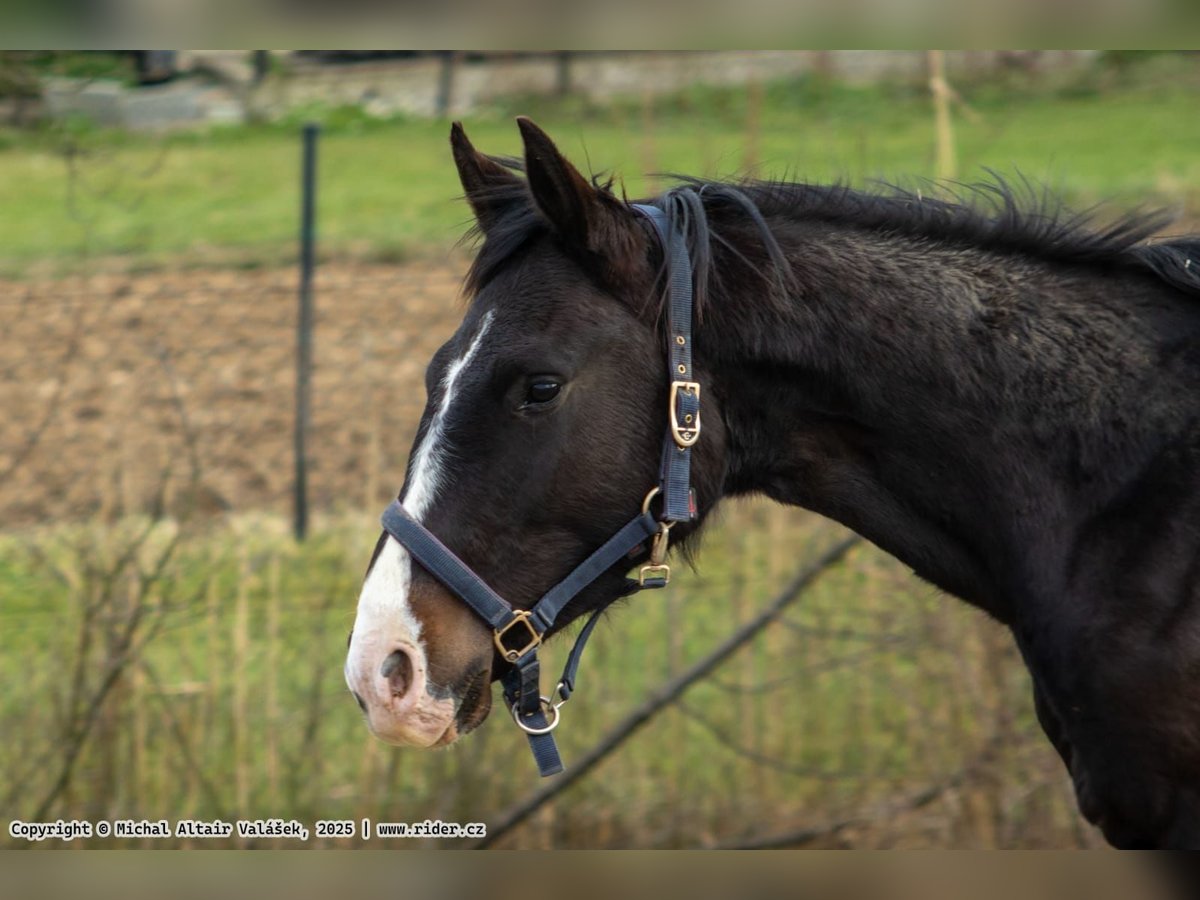 Oldenburg-International (OS) Stallion 2 years 16 hh Bay-Dark in Olomouc