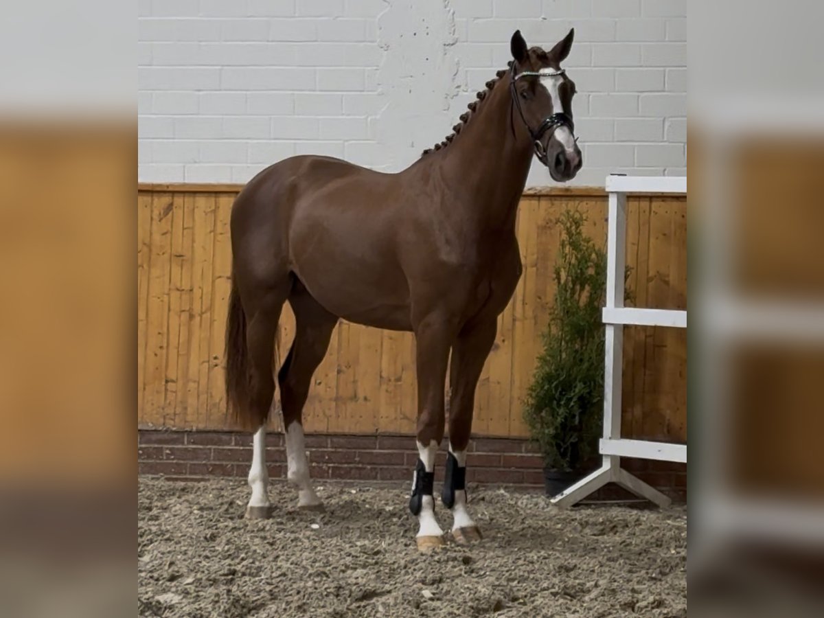 Oldenburg-International (OS) Stallion 2 years 16,3 hh Chestnut-Red in Barver