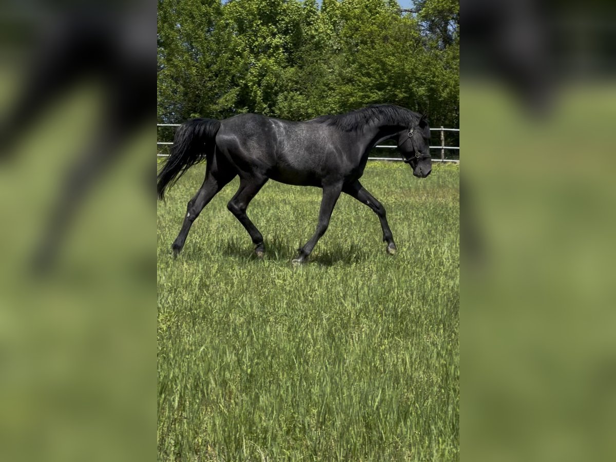 Oldenburg-International (OS) Stallion 2 years Gray in Modrová