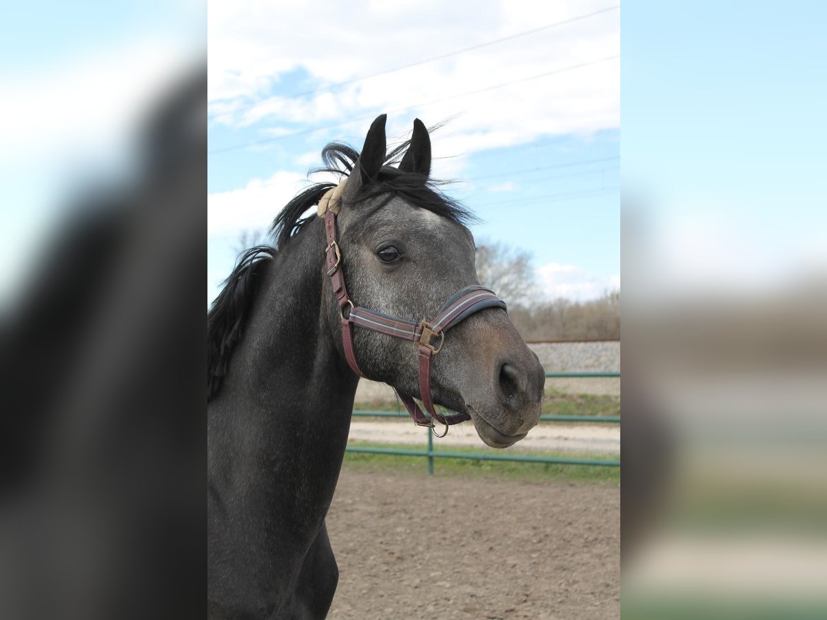 Oldenburg-International (OS) Stallion 3 years 15,2 hh Can be white in Leopoldsdorf