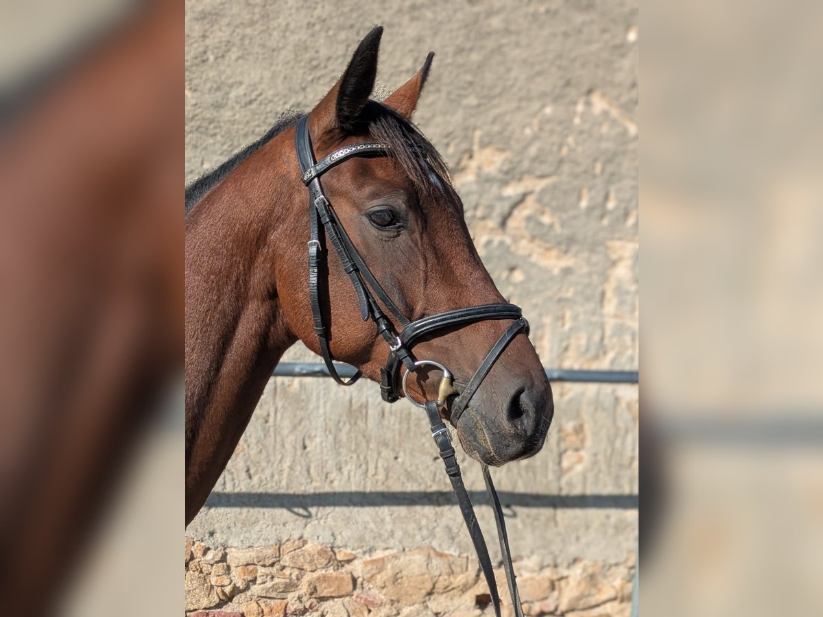 Oldenburg-International (OS) Stallion 4 years 16 hh Brown in Kodersdorf