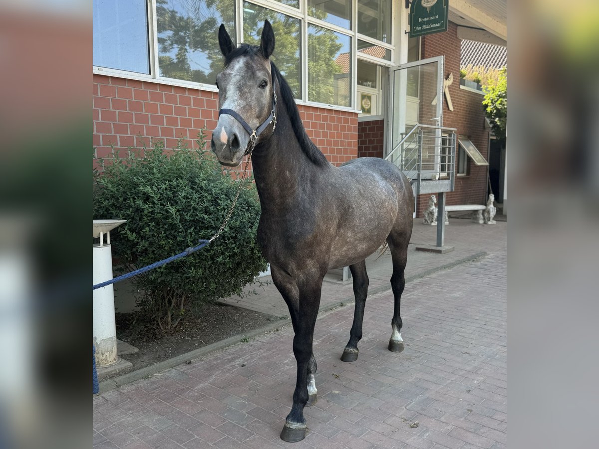 Oldenburg-International (OS) Stallion 4 years Grey in Z&#xFC;lpich